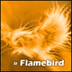 Benutzerbild von Flamebird